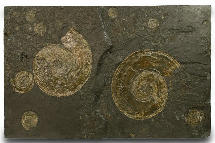 Stunning, Fossil Ammonite Cluster - Posidonia Shale, Germany #377998